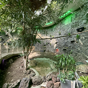Renovated Rainforest Atrium