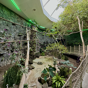 Renovated Rainforest Atrium