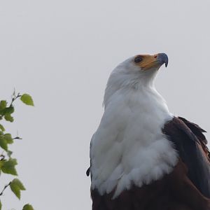 African Fish Eagle - 18.08.24