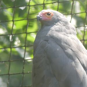 African Harrier Hawk - 18.08.24