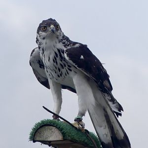 African Hawk Eagle - 18.08.24