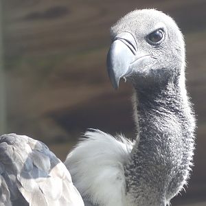 African White Backed Vulture - 18.08.24
