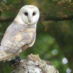 Barn Owl - 18.08.24