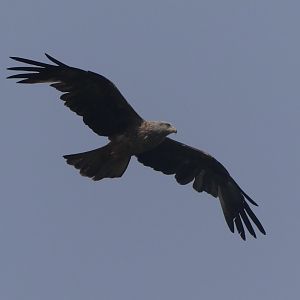 Black Kite - 18.08.24