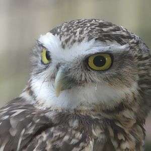 Burrowing Owl - 18.08.24