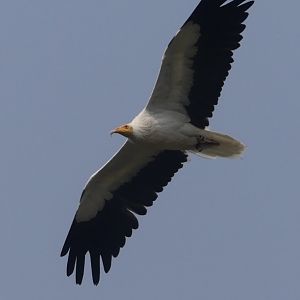 Egyptian Vulture - 18.08.24