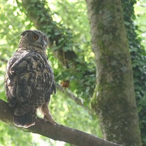 Eurasian Eagle Owl - 18.08.24