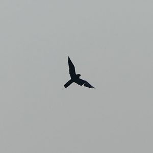 Lanner Falcon - 18.08.24