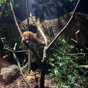 Sunda Slow Loris