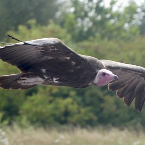 Hooded Vulture - 18.08.24