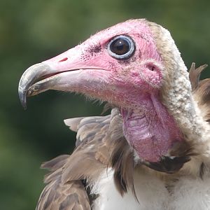 Hooded Vulture - 18.08.24