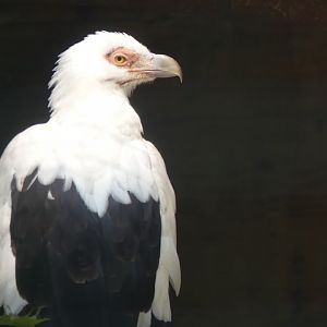 Palmnut Vulture - 18.08.24