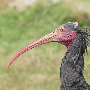 Northern Bald Ibis - 18.08.24