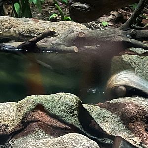 Pangolin taking a swim