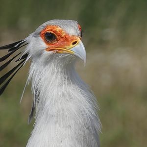 Secretary Bird - 18.08.24