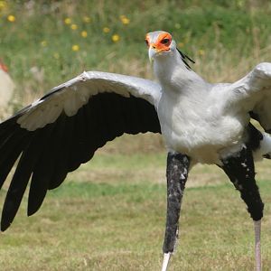 Secretary Bird - 18.08.24