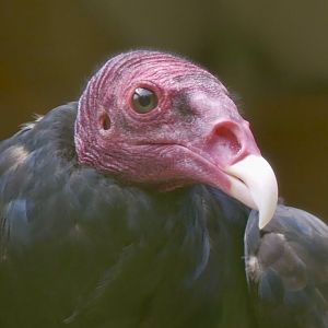 Turkey Vulture - 18.08.24