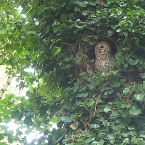 Tawny Owl - 18.08.24