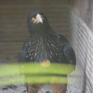 Striated Caracara - 18.08.24