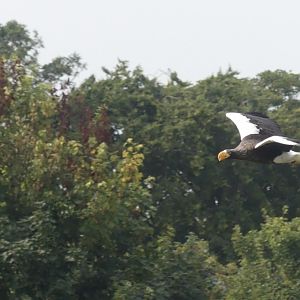 Steller’s Sea Eagle - 18.08.24