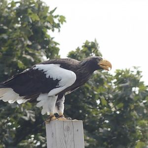 Steller’s Sea Eagle - 18.08.24