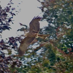 Yellow Billed Kite - 18.08.24