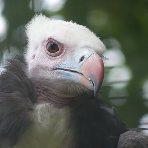 White Headed Vulture - 18.08.24