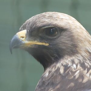Wahlberg’s Eagle - 18.08.24