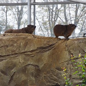 Rock hyrax, Marwell Zoo