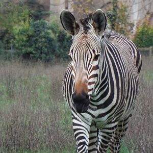 Hartmann's mountain zebra, Marwell Zoo