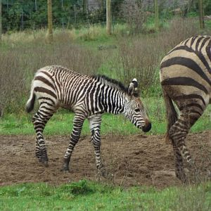 Hartmann's mountain zebra foal, Marwell Zoo