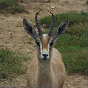 Dorcas gazelle, Marwell Zoo