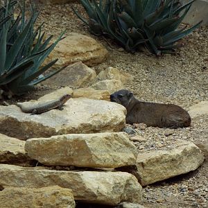 Rock hyrax and rough scaled plated lizard, Marwell Zoo