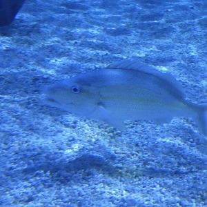 ID? - Mystic Aquarium