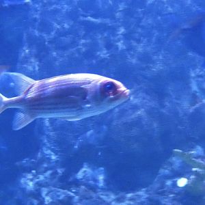 ID? - Mystic Aquarium