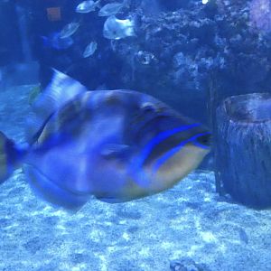 ID? - Mystic Aquarium