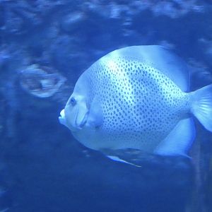 ID? - Mystic Aquarium