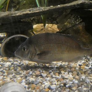 ID? - Mystic Aquarium