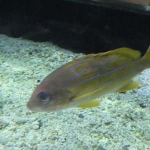 ID? - Mystic Aquarium