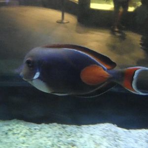 ID? - Mystic Aquarium