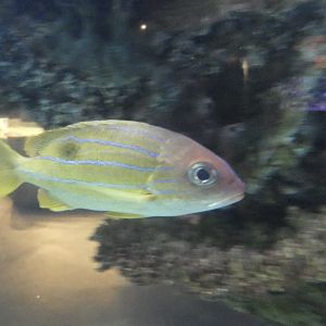 ID? - Mystic Aquarium