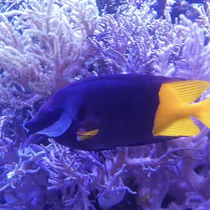 ID? - Mystic Aquarium