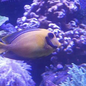 ID? - Mystic Aquarium