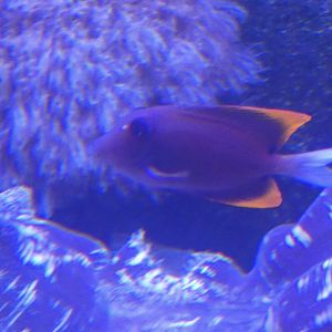 ID? - Mystic Aquarium