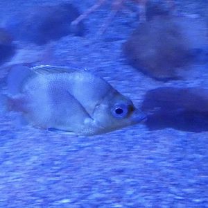 ID? - Mystic Aquarium