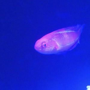 ID? - Mystic Aquarium