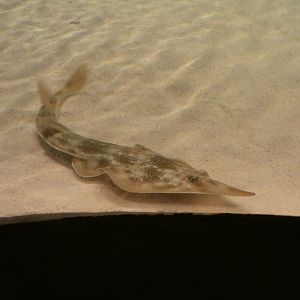 ID? - Mystic Aquarium