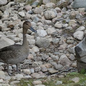 ID? - Zoo Sauvage de St Felicien