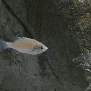 ID? - Aquarium du Quebec