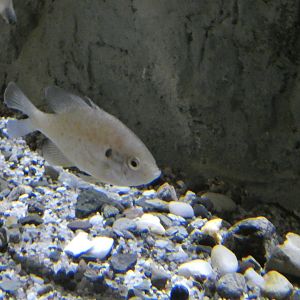 ID? - Aquarium du Quebec